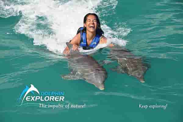 Dolphins